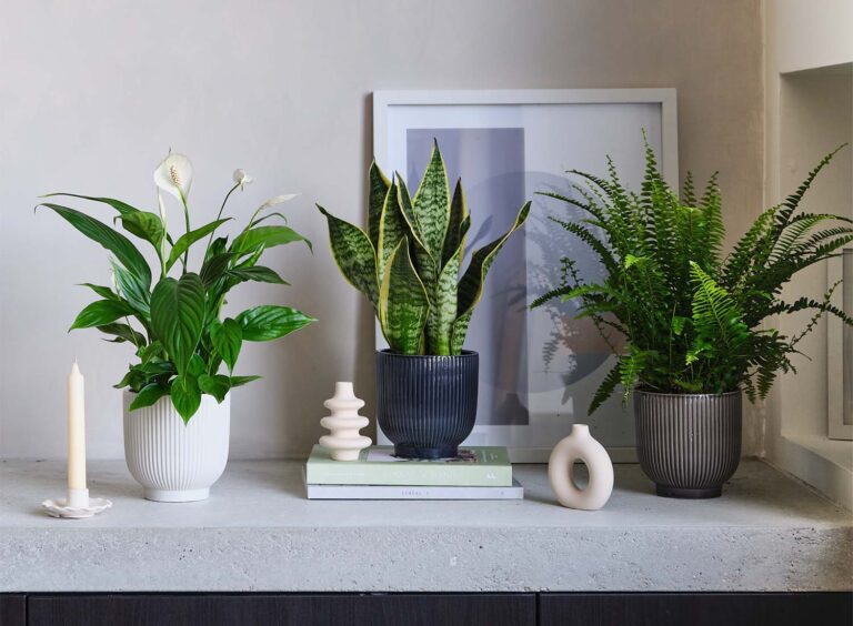 Air Purifying Plants